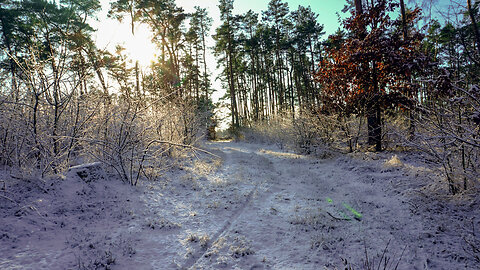 Winter Serenity: Experience the Quiet Magic of a Winter Forest