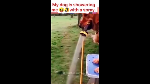 My dog ​​is showering me 🧐with a spray.