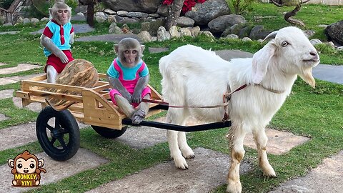 YiYi and YinYin take goats to harvest dragon fruit to sell and buy pumpkin to make soup