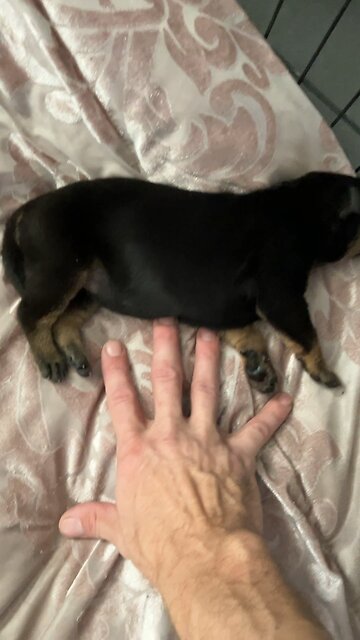 Baby Puppy Twitches in Sleep