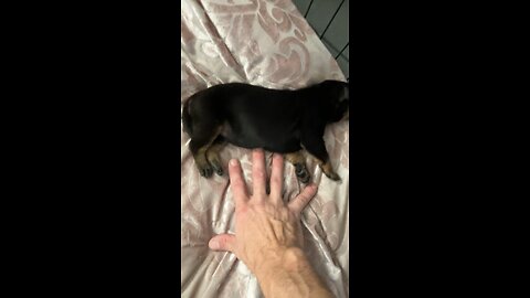 Baby Puppy Twitches in Sleep