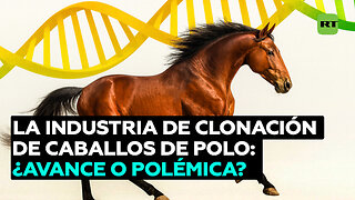 ¿Avance o controversia?: la creciente industria de clonación de caballos de polo