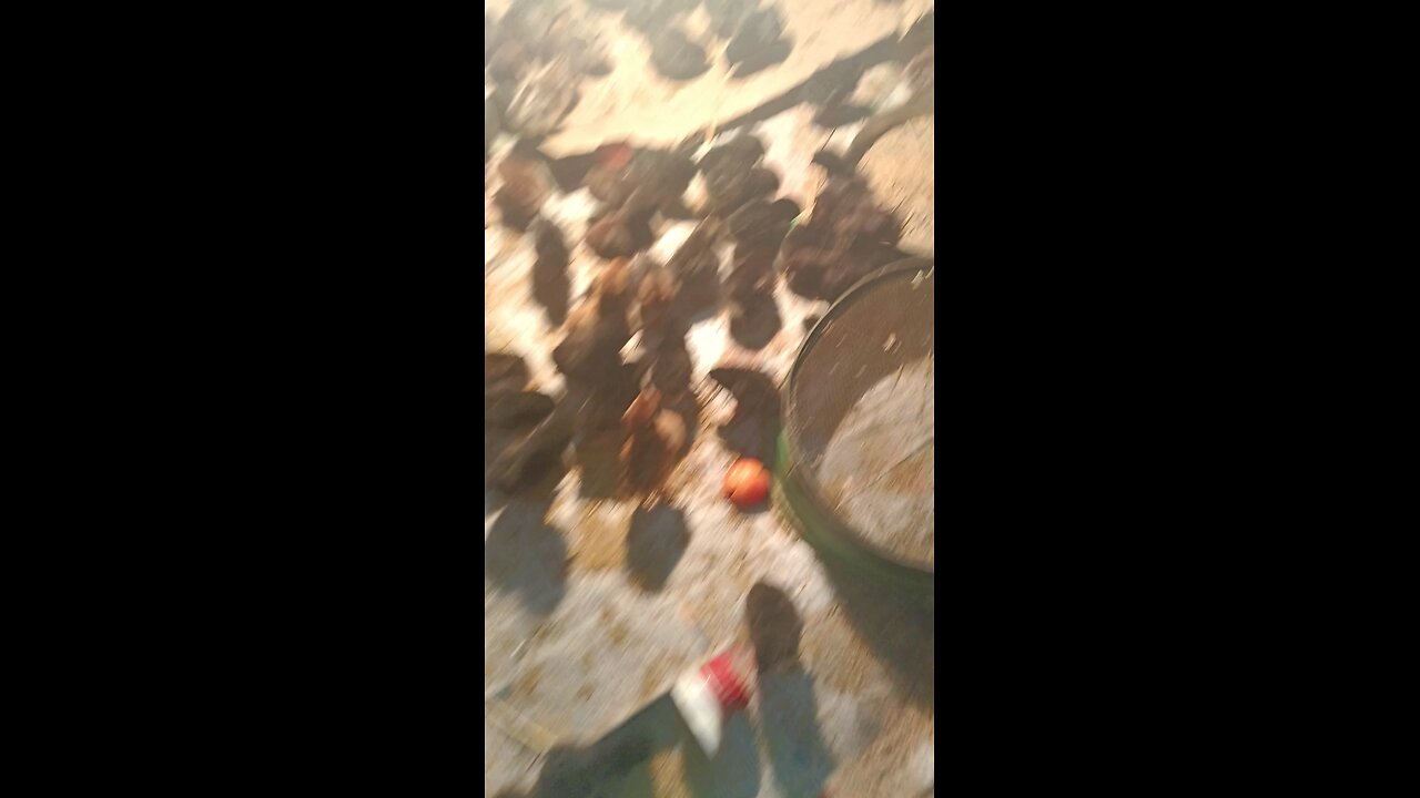 chicks curiosity for plastic