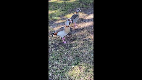 Two Egyptian Goose 🪿 #egyptiangoose #followme #shorts #viral #trending
