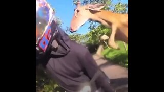 Motociclista se detiene para acariciar a un ciervo y este lo agrede 'a patadas'