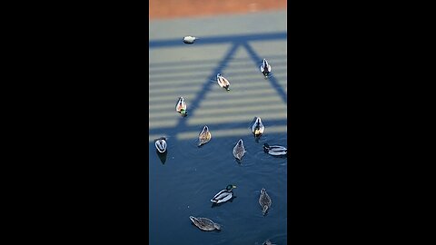 Mallard Ducks 🦆 #mallardducks #shorts #viral #trending #ducks #duck