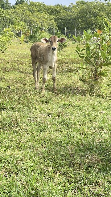 Cute Baby Cow Exploring the Field – Adorable Calf!❤️