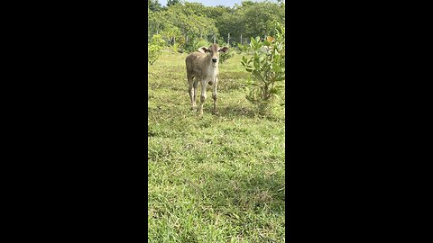 Cute Baby Cow Exploring the Field – Adorable Calf!❤️