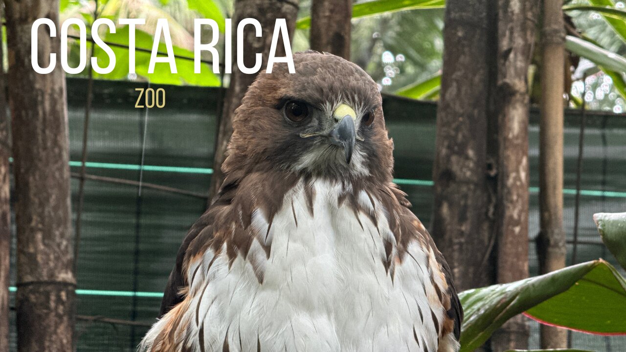 Costa Rica 🇨🇷: Exploring an Amazing Zoo Adventure 🐒🦜🦥