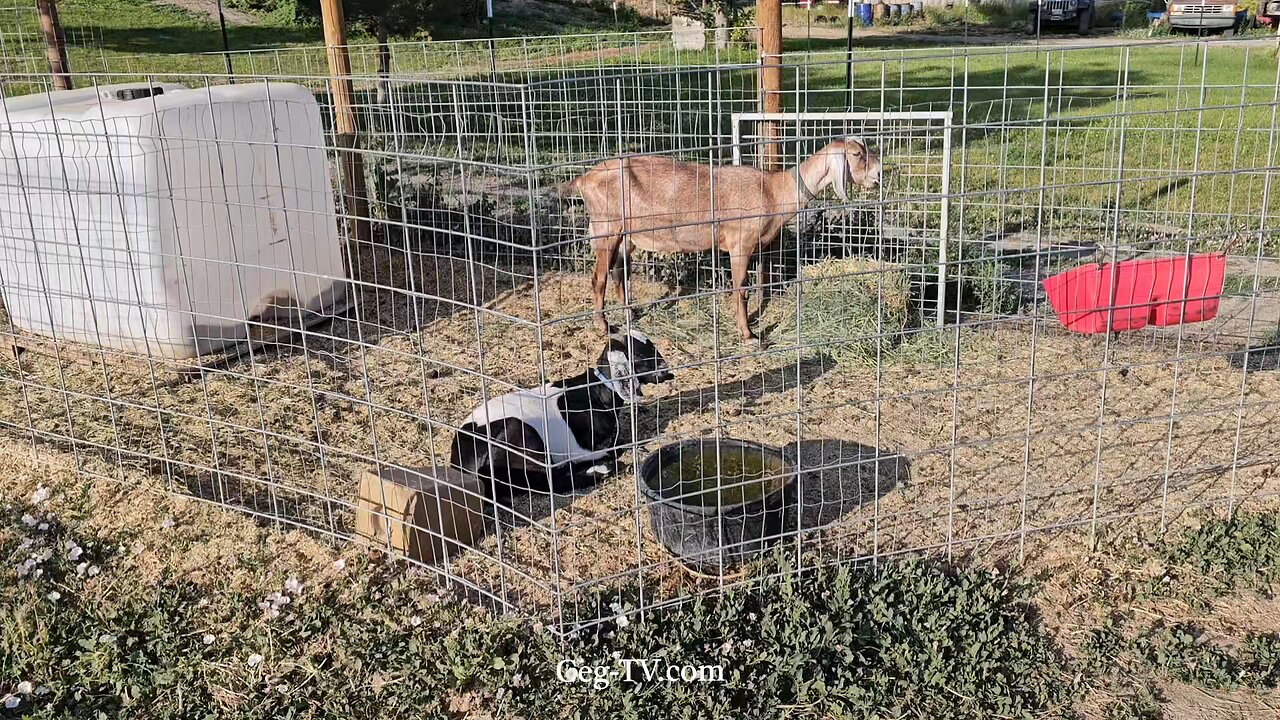Graham Family Farm: 6:45 PM June 20 2025