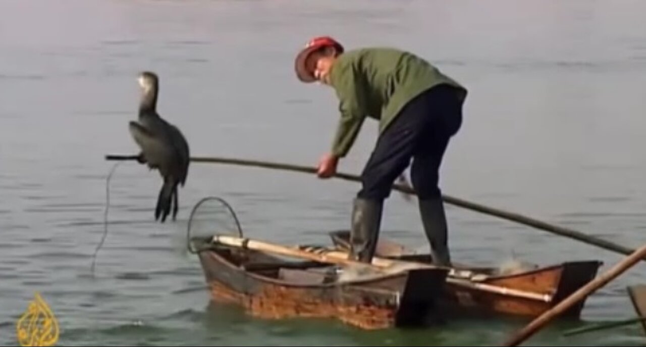 China ancestral fishing using birds