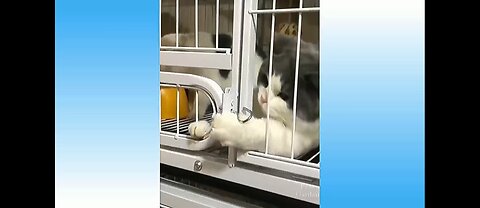 Laugh Out Loud with the Best Comedy Cats and Dogs Videos