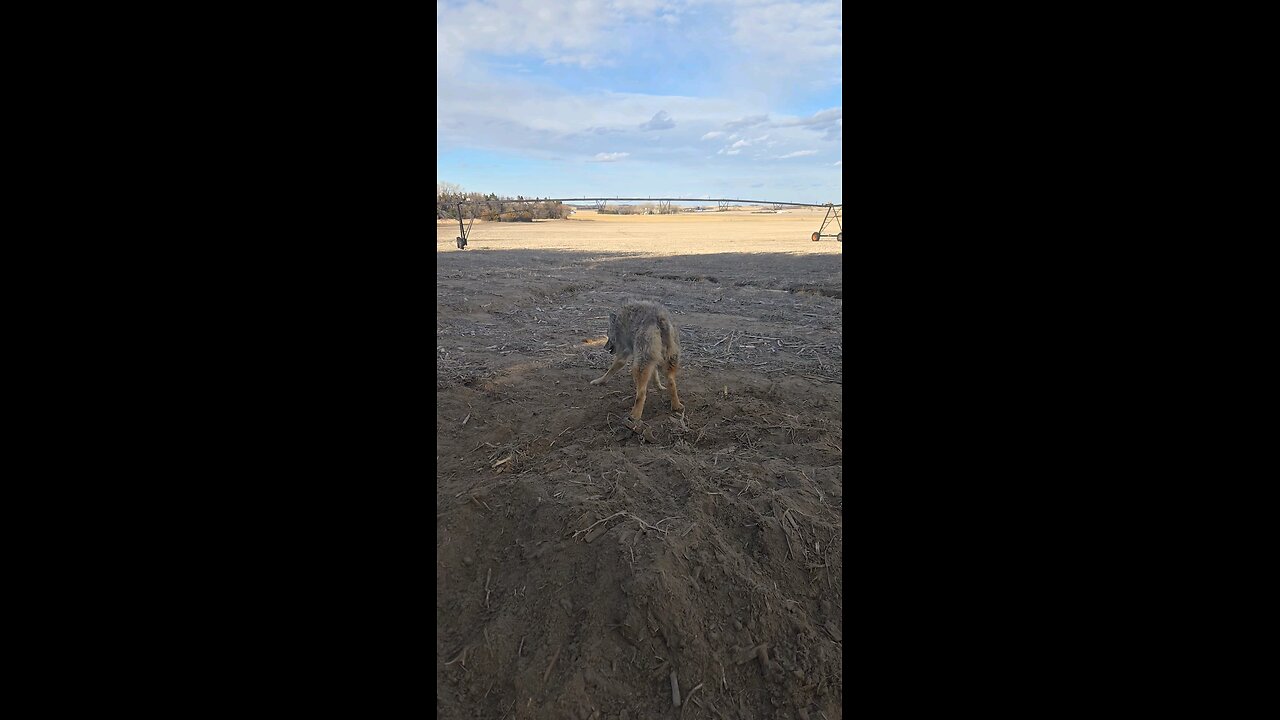 still catching a coyote here and there.