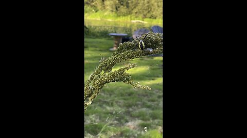 Garden Spider