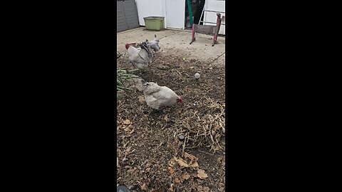 Requesting work from my chickens