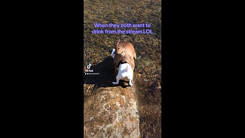 Silly dogs drinking from the stream
