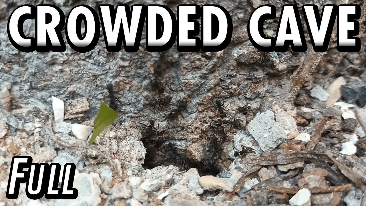ASMR | Look at this beautiful flow of ants, in and out of the fortress of the tree - Full