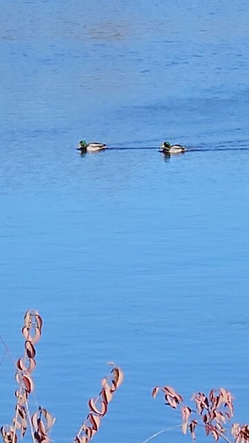 A Pair of Ducks on the Beautifully Blue Green Lake