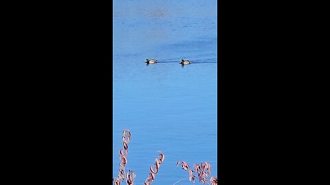 A Pair of Ducks on the Beautifully Blue Green Lake