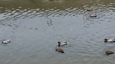 I’m recording Mallard Ducks 🦆 Today October 25 2025 2