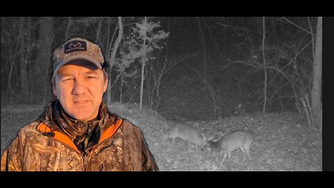 Are these two bucks fighting or playing?