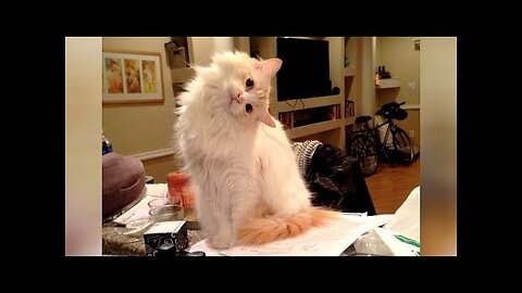 HILARIOUS ANIMALS that will make you LAUGH!