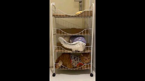sleeping time #cute cats