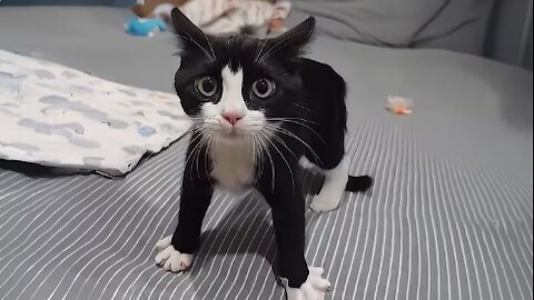 The Funniest Cat Talking Moments😹Funny Cat Videos