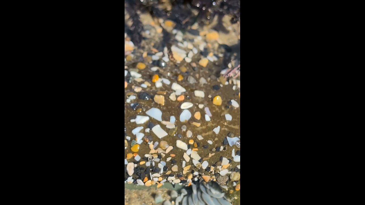 Sea Life Near the Bowl!