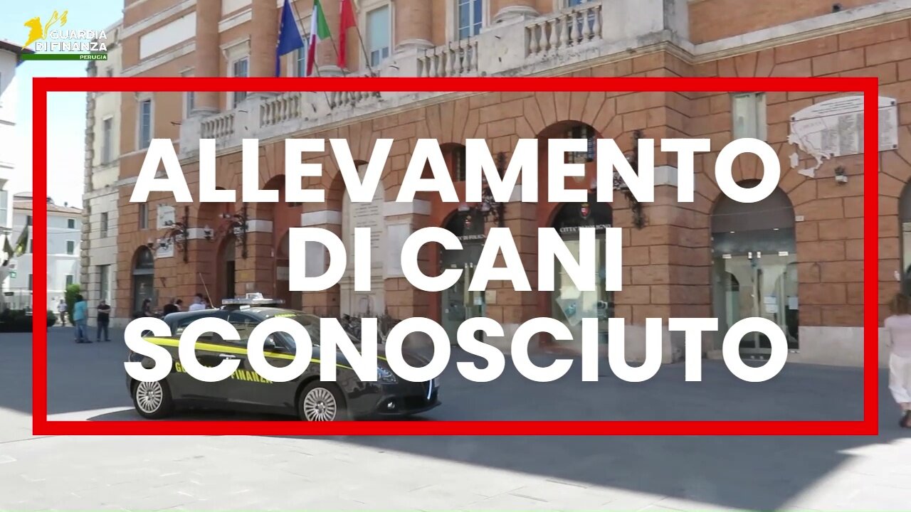 Gdf scopre un allevamento di cani sconosciuto al fisco