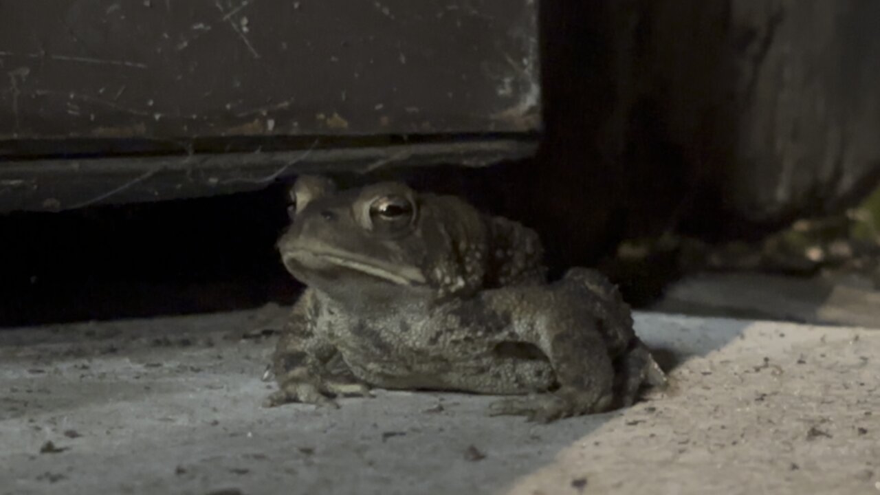 Toad