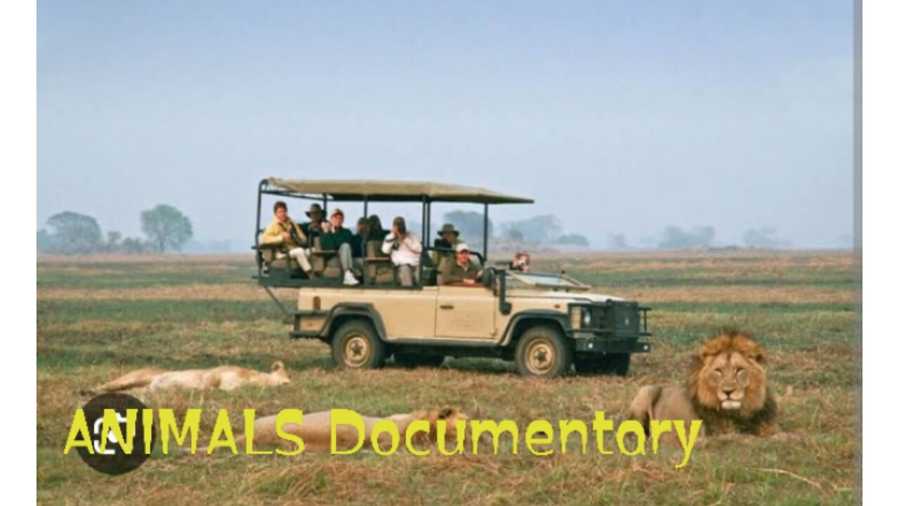 Discover the Wonders of Ecology | Lion: The King of the Savannah | Wildlife Film
