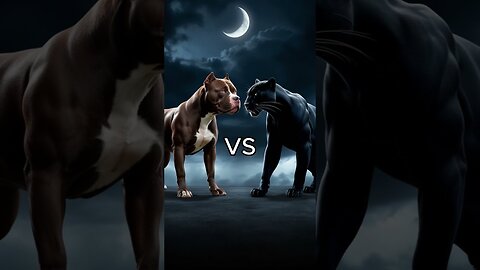 Rottweiler vs Wolf vs (black panther, hyena, Husky, German Shepherd, Doberman, pitbull) Battle.