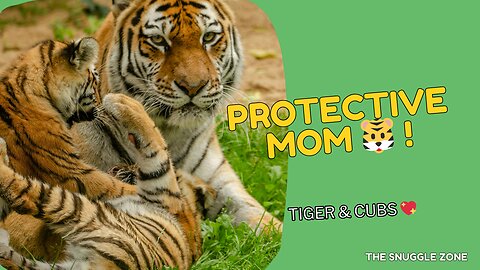 Protective Tigress Walks with Her Cubs 🐯👶💖 | Safari Wildlife Encounter