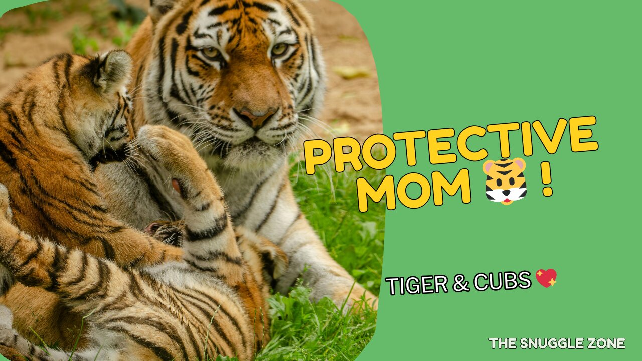 Protective Tigress Walks with Her Cubs 🐯👶💖 | Safari Wildlife Encounter