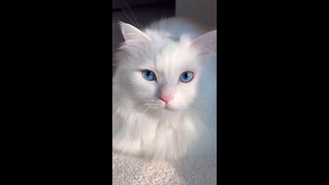 Beautiful Cat
