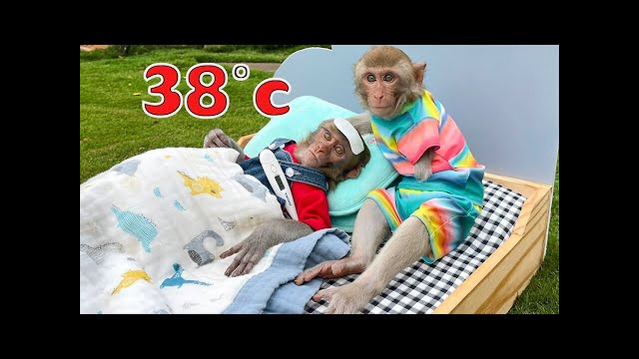 The process of baby monkey YinYin taking care of YiYi is sick