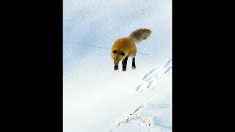 Animal world