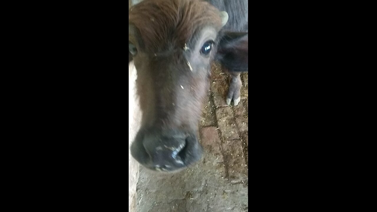 pet