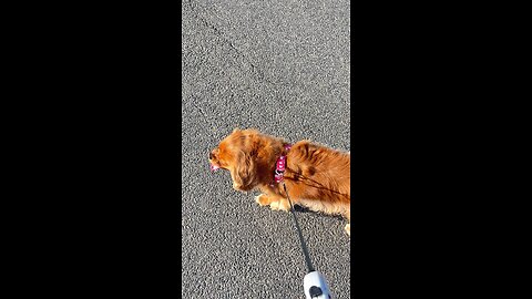❤️🐕🙏🏻