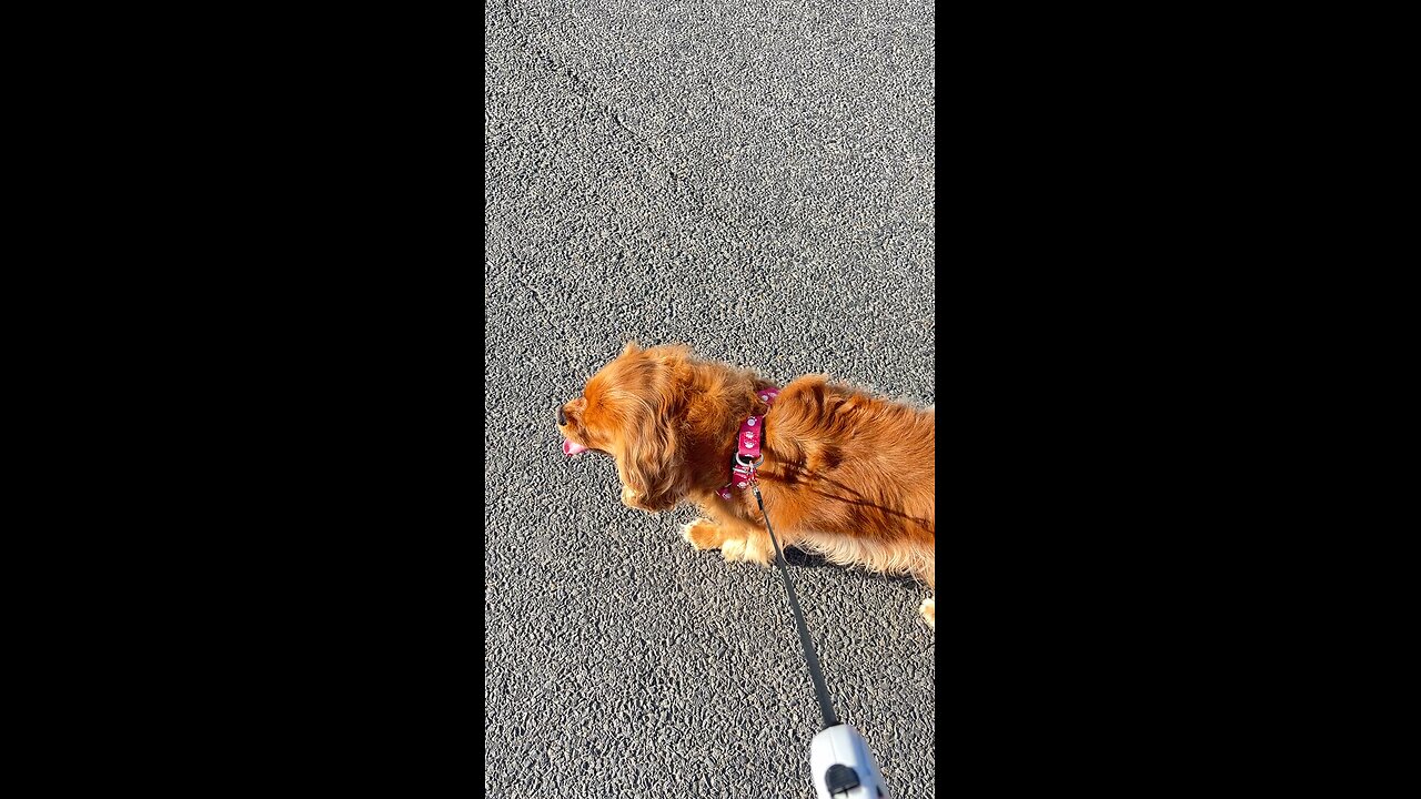 ❤️🐕🙏🏻