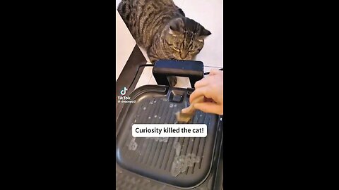 Curiosity killed the cat