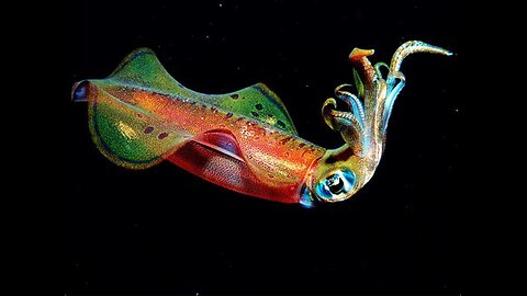 Squid Edutainment
