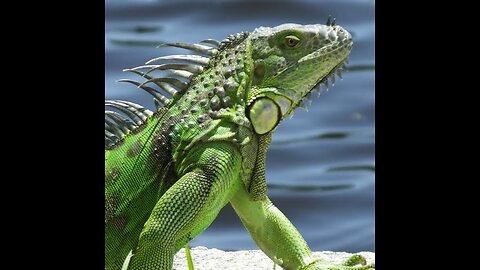 Green Iguana