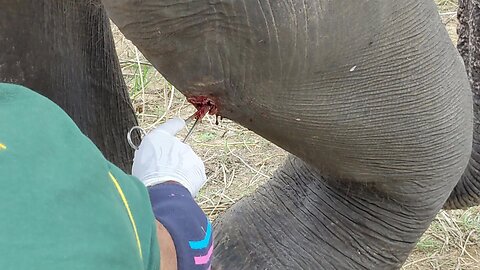 Elephant begging for life with severe wound found helping hand to treat his injury
