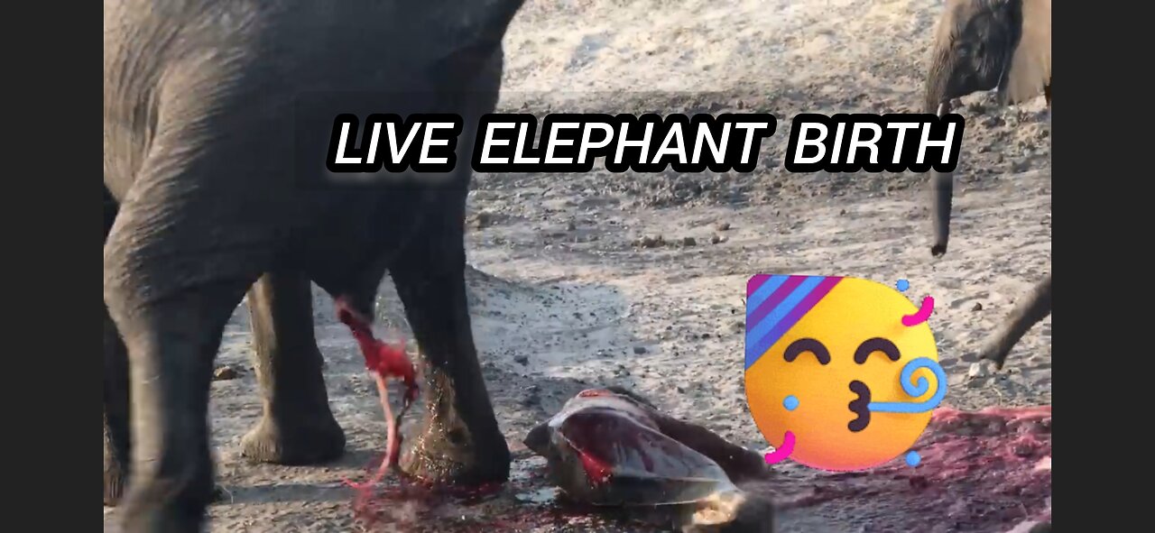 Live elephant Birth These huge animals know exactly They are all there to help.Celebration!!