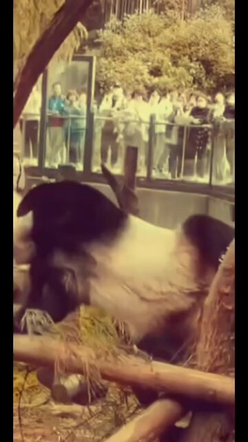 This panda loves my song 😱