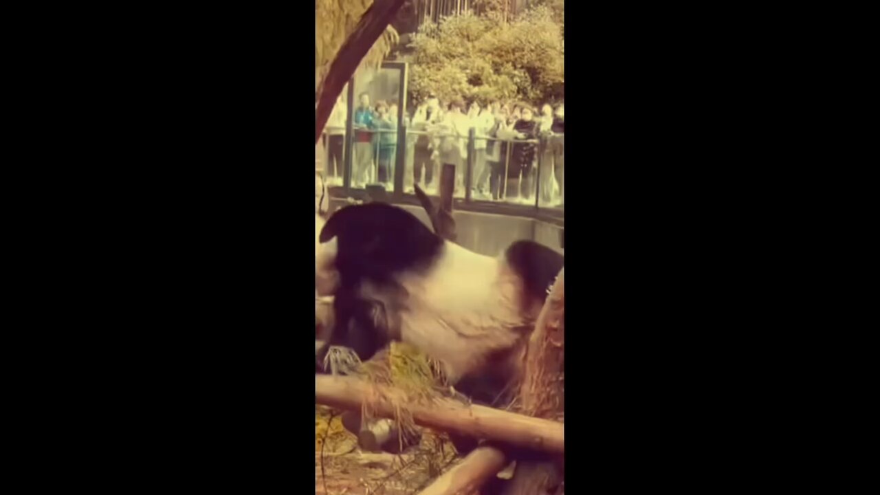 This panda loves my song 😱