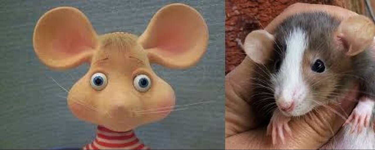 This Rat Looks Like Topo Gigio !