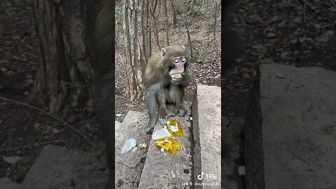 Funny monkey #51